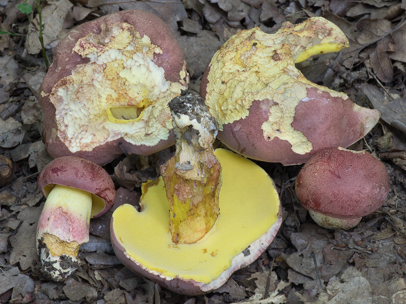 Boletus fuscoroseus